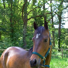 Paard in de wei van Fleur Gaastra