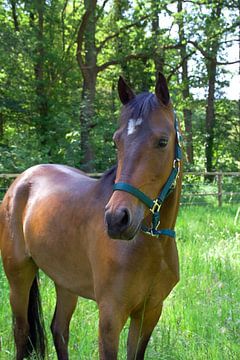 Paard in de wei van Fleur Gaastra