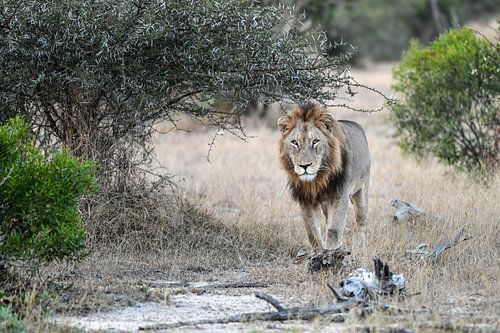 Lion by Robert Styppa