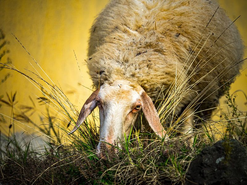 Grazing Sheep by Luc V. de Zeeuw