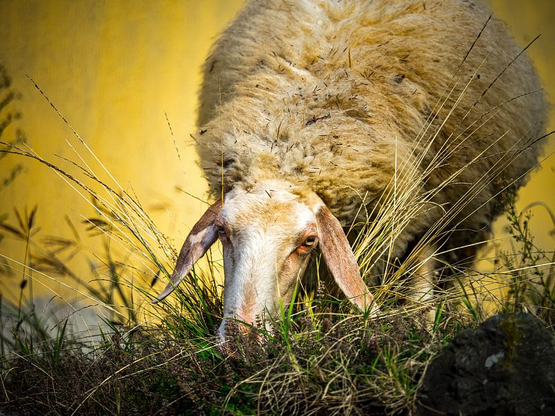 Moutons au pâturage par Luc de Zeeuw