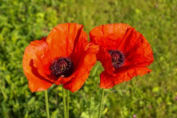 Red corn poppy flower against green background by MPfoto71