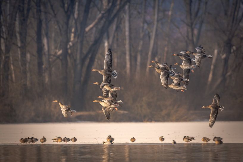 Wild geese flying over water by Tobias Luxberg