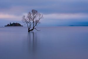 That Wanaka Tree