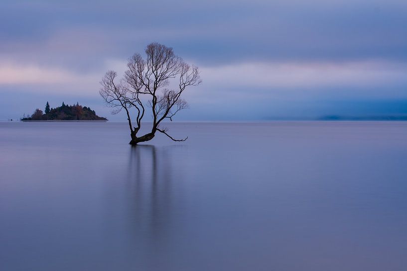 L'arbre de Wanaka par Ronne Vinkx