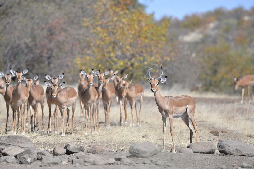 Impalas by Robert Styppa