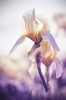 Irisbloem