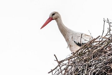 Stork - Ciconia ciconia