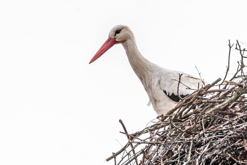 Storch - Ciconia ciconia von Rob Smit