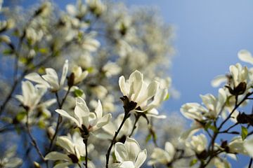 Bloeiende magnolia van Hottentot