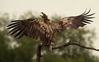 zeearend by Erik van Velden thumbnail