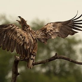 zeearend sur Erik van Velden