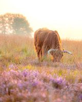 https://www.google.com/search?client=safari&rls=en&q=Grazing+Scots+highlander&ie=UTF-8&oe=UTF-8