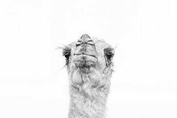 Portrait d'un chameau