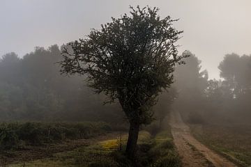 Baum am frühen Morgen von Alex de Bolivar