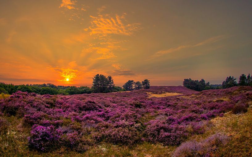 Heather field by peterheinspictures