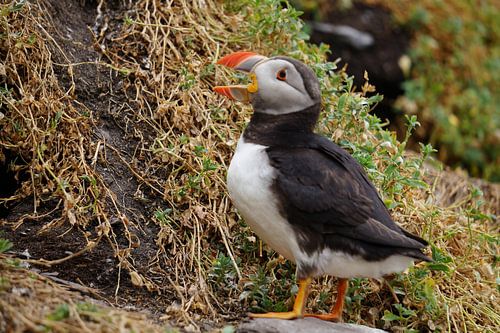 Papegaaiduikers op het eiland Skellig Michael in Ierland