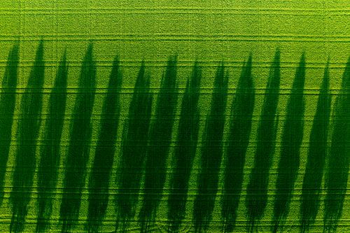 Bomen werpen lange schaduwen over veld tijdens lentezonsondergang