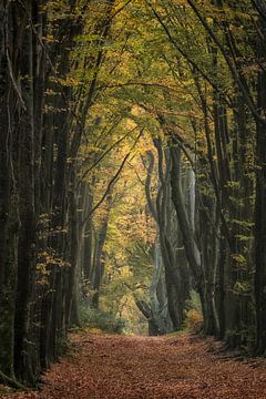 Des arbres magiques dans une forêt de contes de fées sur Moetwil en van Dijk - Fotografie