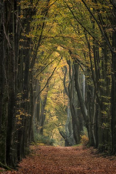 Magische bomen in het sprookjesbos van Moetwil en van Dijk - Fotografie