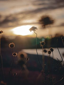 Coucher de soleil au lac