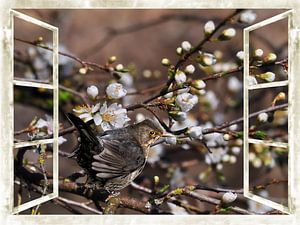 Fenêtre - fleurs de cerisier sauvage avec Blackbird sur Christine Nöhmeier