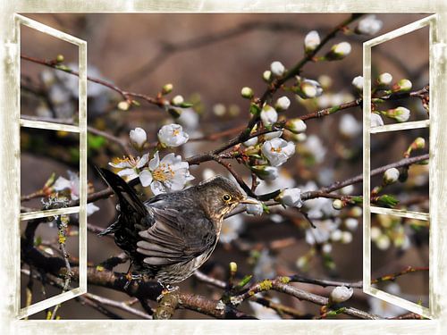 venster - wilde kersenbloesems met Blackbird