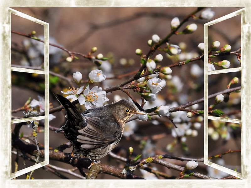 window view - Wild Cherries blossoms with Blackbird by Christine Nöhmeier