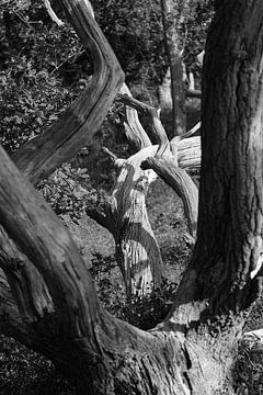 Squiggles version 2 by Rob Donders Beeldende kunst