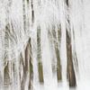 Winter abstract in het bos van Ingrid Van Damme fotografie