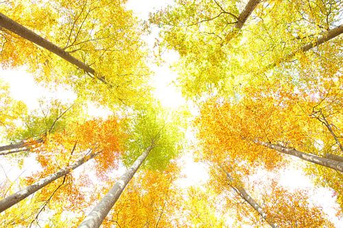 Herfst