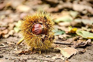 Chestnut on a forest path