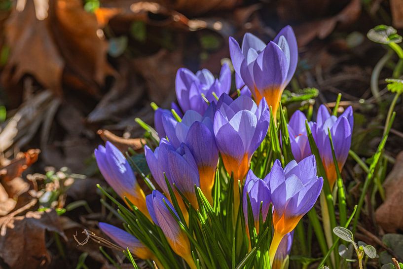 Frühlingserwachen von Photoart-Naegele