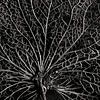 Het geraamte van een hortensia blaadje, zwart wit van Marjolijn van den Berg