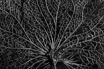 Het geraamte van een hortensia blaadje, zwart wit van Marjolijn van den Berg