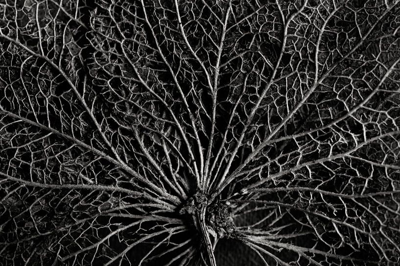 The skeleton of a hydrangea leaf, black and white by Marjolijn van den Berg