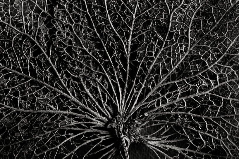 Le squelette d'une feuille d'hortensia, noir et blanc par Marjolijn van den Berg