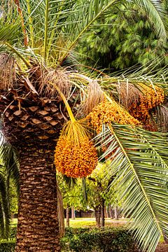 Fruits of the date palm by Dieter Walther