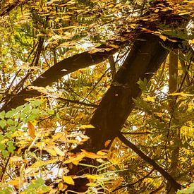 Meer gevallen bladeren van Helga Blanke