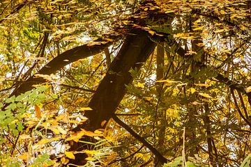 Meer gevallen bladeren