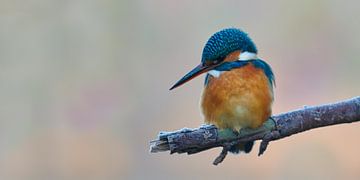 Kingfisher - her first frost by Kingfisher.photo - Corné van Oosterhout