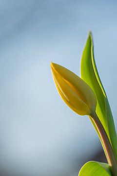 Gele tulp in het goudenlicht van de ondergaande zon