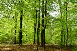 Wald im Frühling von Corinne Welp