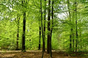 Forêt au printemps