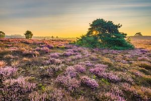 Gouden uurtje op de heide