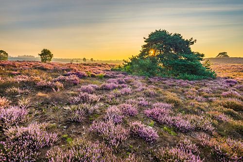 Gouden uurtje op de heide