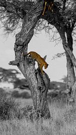 Leopard with prey by Nils Toonen