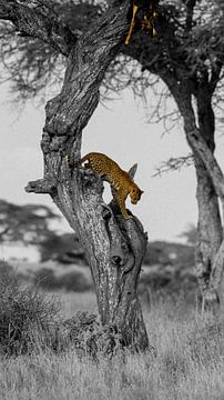 Leopard with prey by Nils Toonen