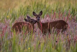 Cerf dans l'herbe colorée sur Ard te Kloeze