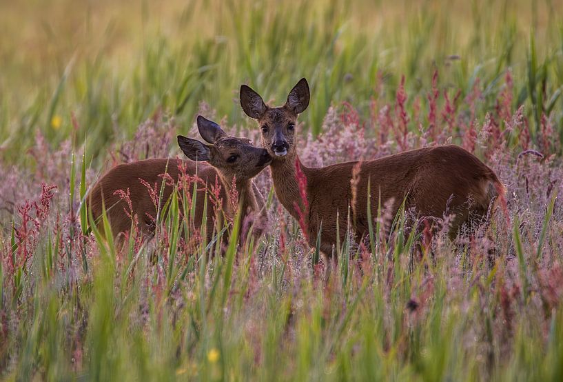 Cerf dans l'herbe colorée par Ard te Kloeze